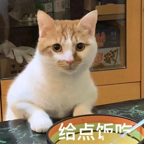 猫组词100个