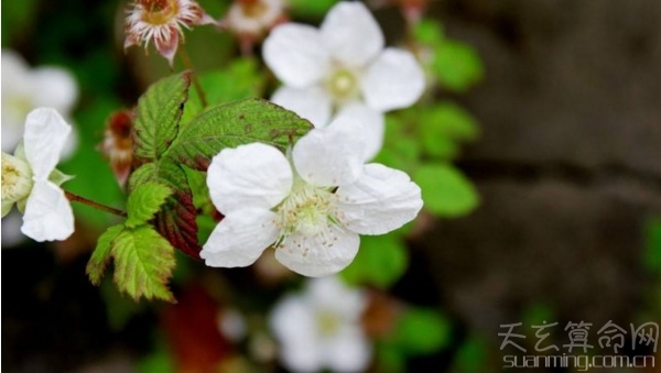 清明节日期是如何算的   根据每年的春分点来计算 