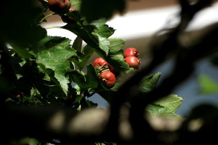红树红果丰收期是什么生肖