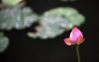 清明节属于春天还是夏天