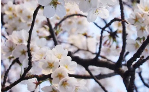 「春分节气」