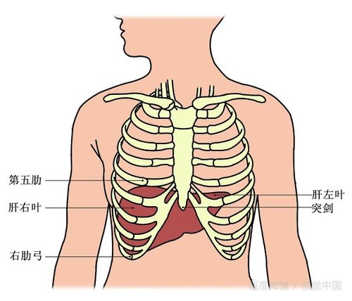 肝在什么位置图片 