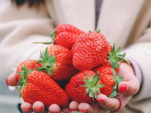 久等了,蓝美田园的草莓上市啦 吃过它 其他草莓只是将就