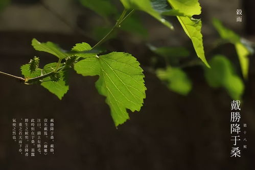 每年谷雨都是4月20日吗