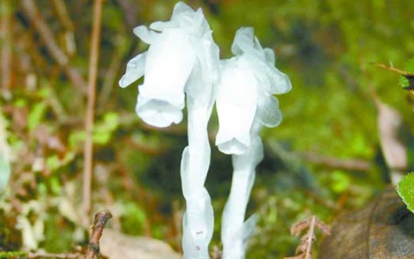 什么是冥界之花 冥界之花水晶兰