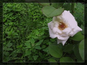 家花没有小花香是什么生肖