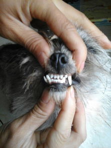 尖牙利齿是什么生肖动物