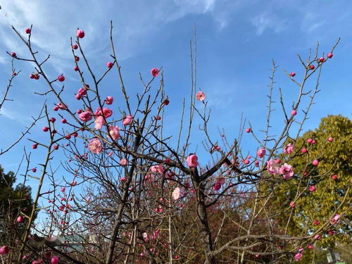 春色红梅万树美是什么生肖