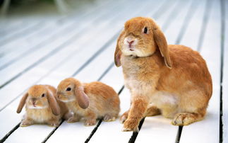 十兔九苦更命苦的兔几月出生