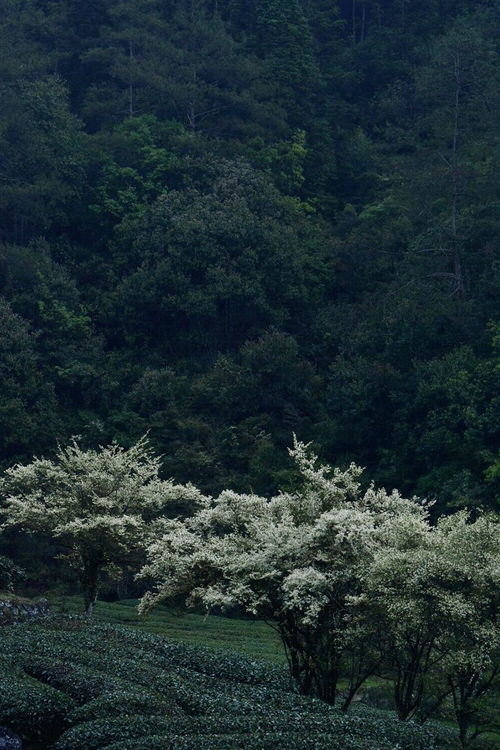 谷雨是什么季节的节气